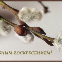 С вербным воскресением, друзья! :: Лилия *