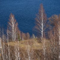 Ширяево. Берёзы над Волгой :: Олег Манаенков Ширяево. Берёзы над Волгой :: Олег Манаенков