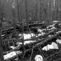 Мечты о ч/б Лейке 93. :: Михаил Елочкин