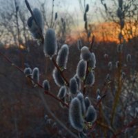 Ива :: Сапсан 