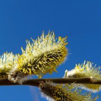 Цветет ива :: светлана льдокова