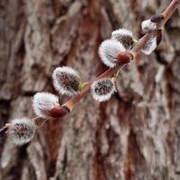 Веточка вербы :: светлана льдокова Веточка вербы :: светлана льдокова