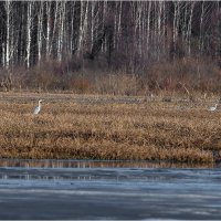 Серые цапли на охоте :: Валентин Котляров