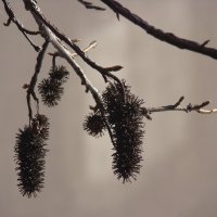 "Всего и надо, что вглядеться..." Ю.Левитанский :: Syntaxist (Светлана)