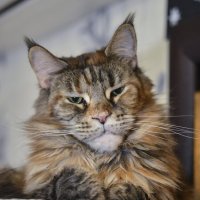 куняша :: Юрий Бичеров