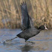 Вперёд :: Maxim Lanin Вперёд :: Maxim Lanin