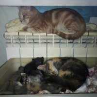 Семья в сборе :: Сергей Кочнев