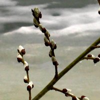 Апрель...Вербное воскресение  на Вогульском  пруду! :: Владимир 