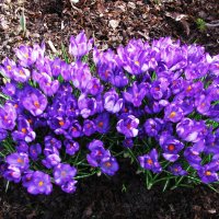 Во всей красе :: Людмила Смородинская