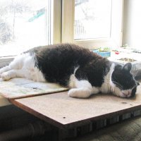 Нагулялся и уснул :: Людмила Смородинская