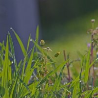 Трава :: Giant Tao /