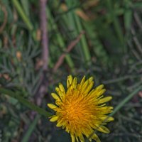 Одуванчик полевой :: Giant Tao /