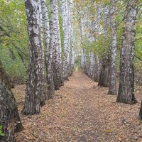 сентябрь в берёзовой аллее :: Елена Шаламова сентябрь в берёзовой аллее :: Елена Шаламова