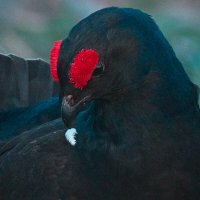 Тетерев :: Yudong Liu