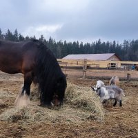 Харлиф Джозеф. :: Ольга 