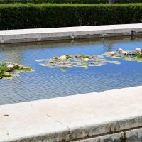 Лилии в городском парке :: Ольга 