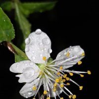 ВЕСНА :: Tata Wolf ВЕСНА :: Tata Wolf