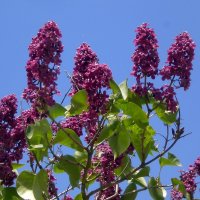 Весна пришла :: Роман Савоцкий