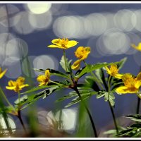 *** :: Aleksandr Gal