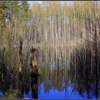Весна пришла на болото :: Aleksandr Gal