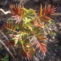 Рябина молодая :: Елена Семигина Рябина молодая :: Елена Семигина