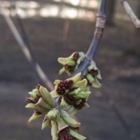 Весеннее :: Елена Семигина Весеннее :: Елена Семигина