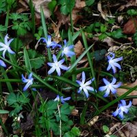 Хионодокса :: Рита Симонова