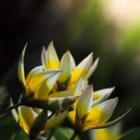 Туркестанские тюльпаны :: Игорь Шевченко