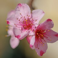 Нежное цветение персика :: Светлана Тихонина