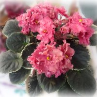 Фиалочка :: Елена Сухорученкова