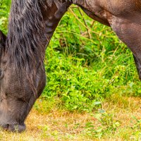 Красавец. :: Lucy Schneider 