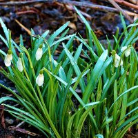 Подснежники у дома :: Светлана Подснежники у дома :: Светлана