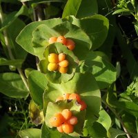 Каприфоль :: Freddy 97 Каприфоль :: Freddy 97