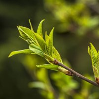 Яркий цвет весны. :: Петр Беляков