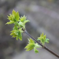 Клен :: Дмитрий И_ Клен :: Дмитрий И_