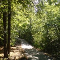 Лесными дорогами :: Not Lion