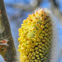 Вербное воскресенье. :: Михаил Свиденцов