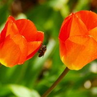 Проснулась. :: Юрий. Шмаков