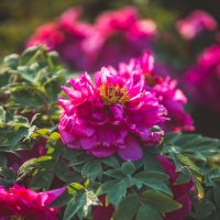 Пионы в парке :: Дмитрий Пионы в парке :: Дмитрий