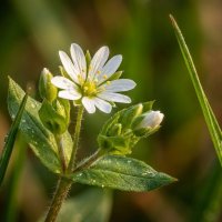 Мокрица или звездчатка средняя :: Лилия 