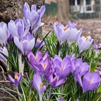 Весна 2026 :: Вадим Вайс