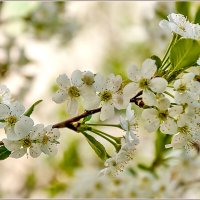 Про май... :: Aquarius - Сергей