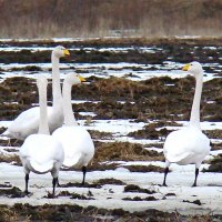 лебеди кликуны :: gawrilа - dan лебеди кликуны :: gawrilа - dan