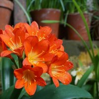 Кливия :: Ольга 