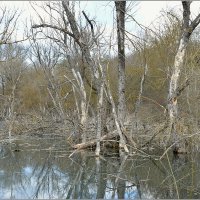 «У поганых болот чьи-то тени встают» :: Сеня Белгородский «У поганых болот чьи-то тени встают» :: Сеня Белгородский