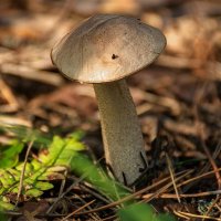 Подберезовик :: Игорь Сикорский Подберезовик :: Игорь Сикорский