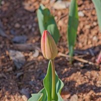 В предверии маленького чуда. :: Giant Tao /