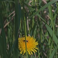 Одуванчик . :: Giant Tao /