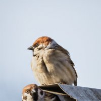 Весна. Новый дом. :: Michel 