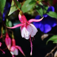 Цветок :: Валерий Пославский